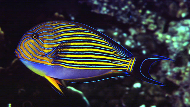 Acanthurus lineatus